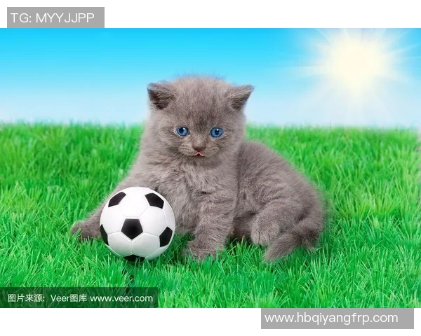 足球明星们的爱猫揭秘看他们都养了哪些可爱猫咪